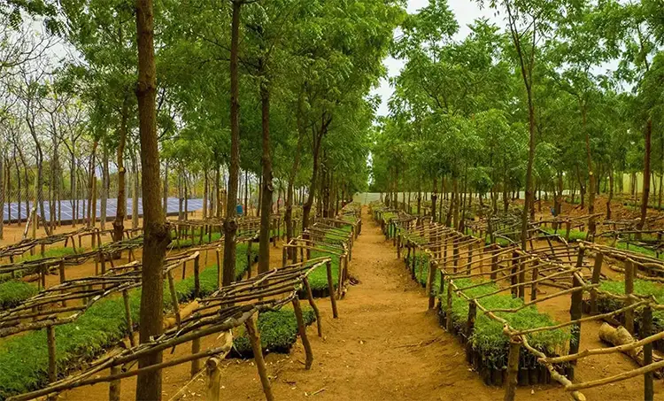 Nursery-in-Kiambere-paneler 750
